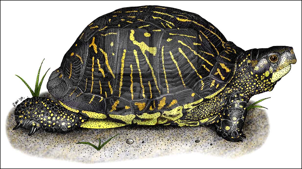 1234x690 Florida Box Turtle (Terrapene Carolina Bauri) Line Art And Full