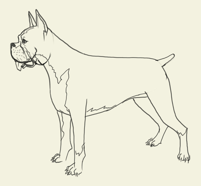 Boxer Dog Drawing at GetDrawings | Free download