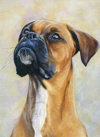 327x450 I Spy Boxer Dog By Laura Hardie