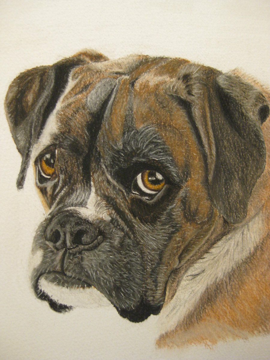 900x1200 Our Old Boxer Dog, Mini By Teeceerrr