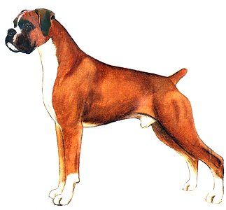 323x300 The Boxer A Drawing By Judy Horton