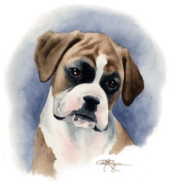 Boxer Puppy Drawing at Free for personal