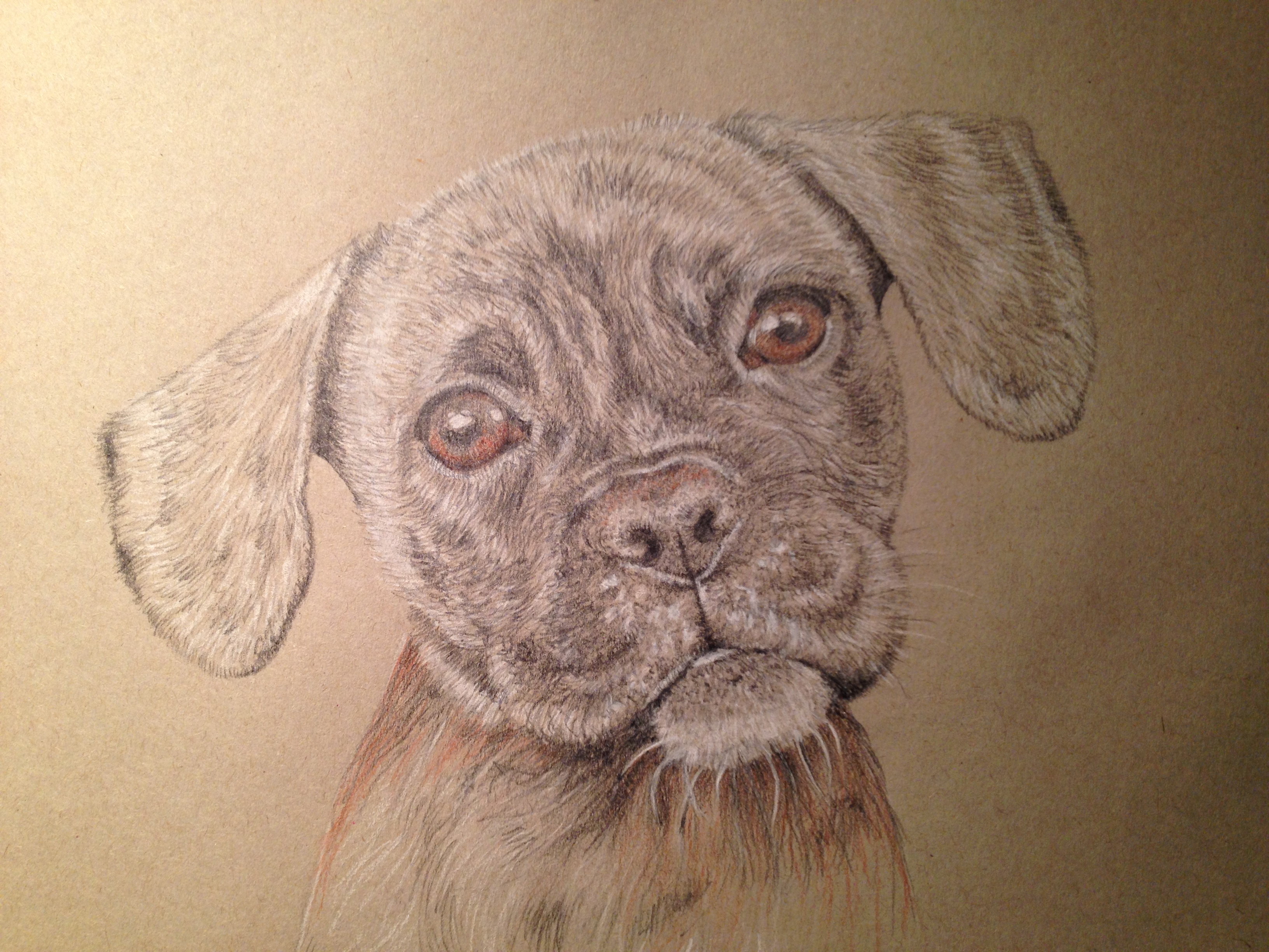 3264x2448 Boxer Puppy Drawing Pet Portrait Genny Reed Allen Drawings