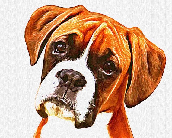 570x456 Pin By Jennifer Thompson On Boxer Etsy, Dog And Doggies