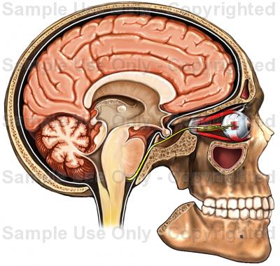 400x380 Anatomy Of The Skull And Brain Sagittal View