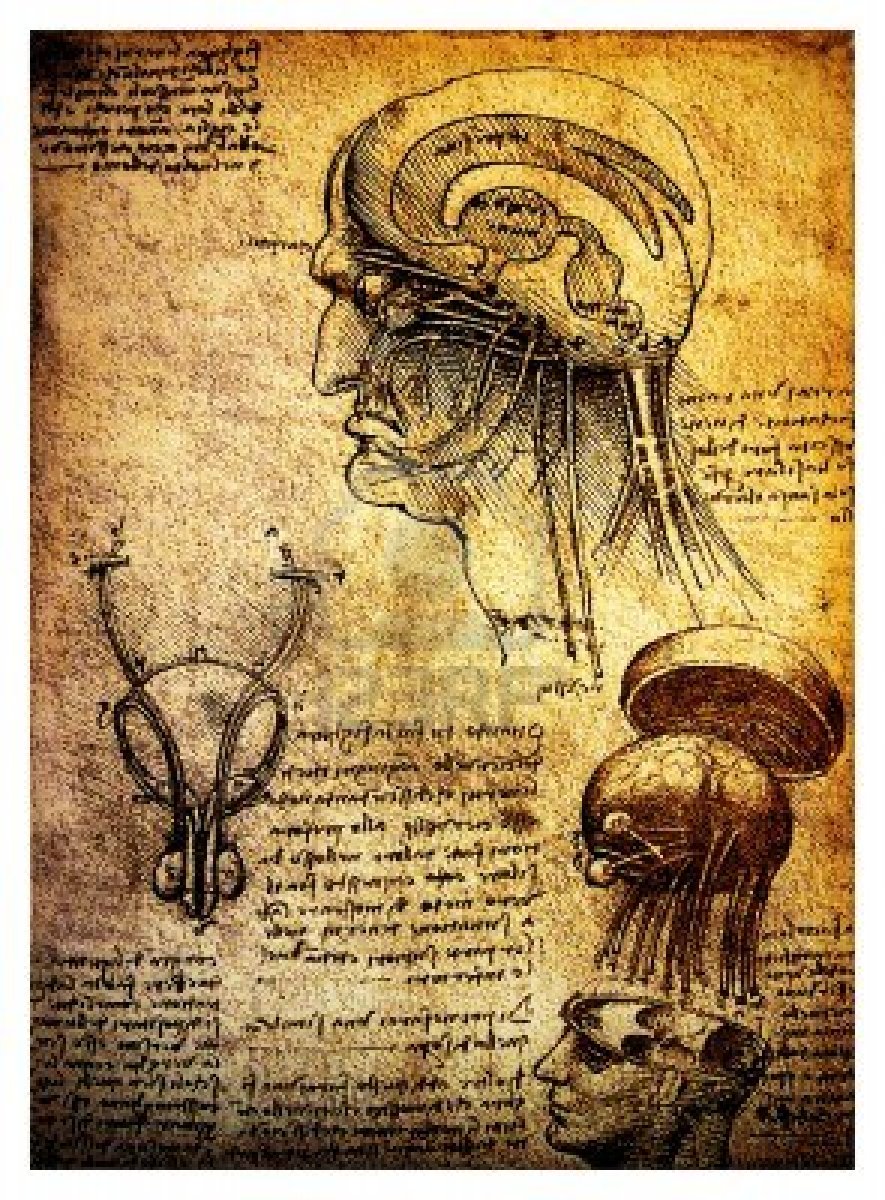 885x1200 Leonard De Vinci Anatomie
