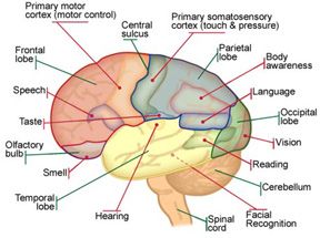 288x215 Diagram Of The Human Brain With Its Respective Parts. Yw Helps