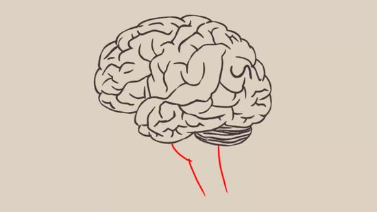 Brain Drawing at GetDrawings.com | Free for personal use Brain Drawing