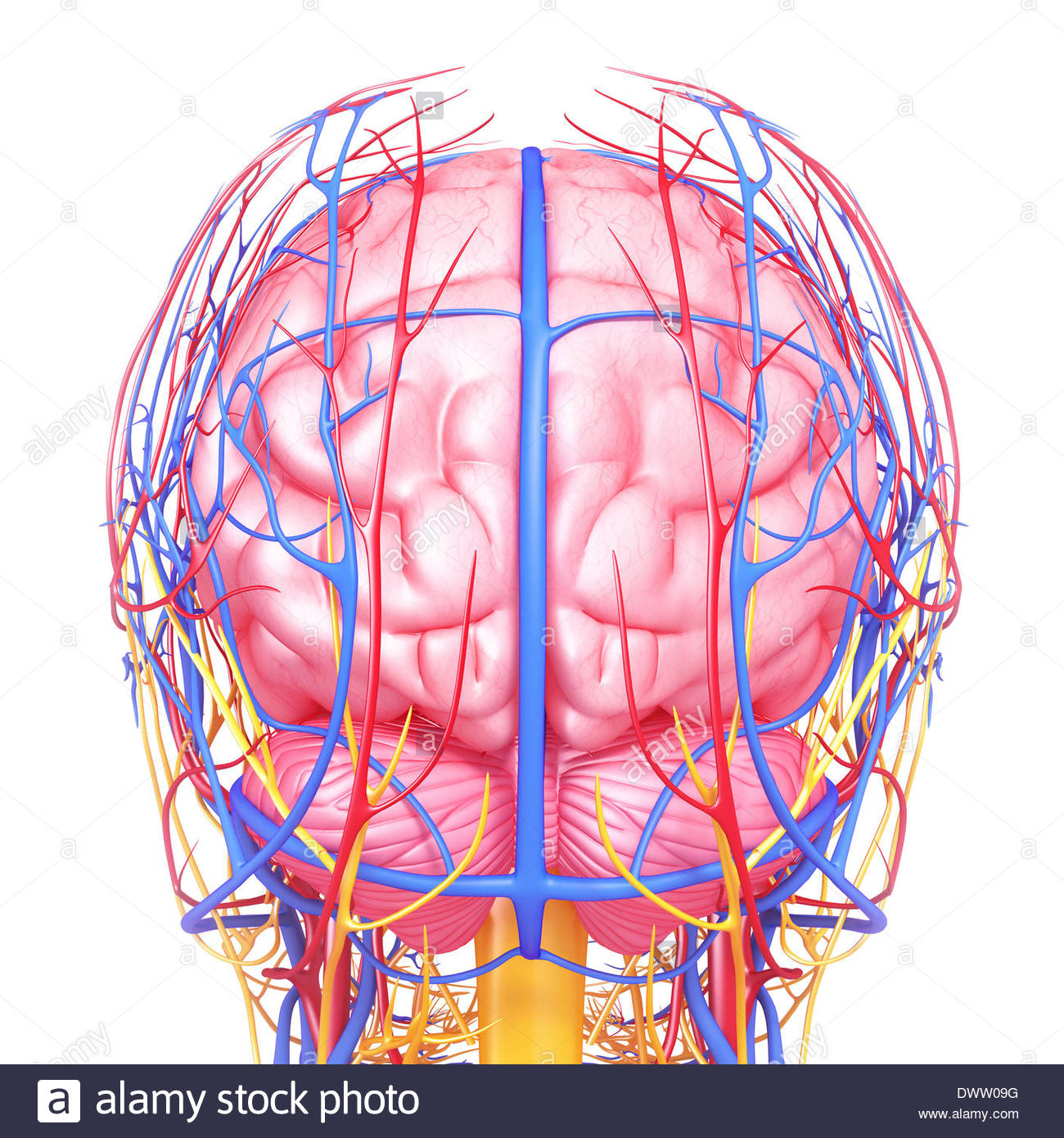 1300x1390 Blood Circulation Brain Drawing Stock Photo 67546572