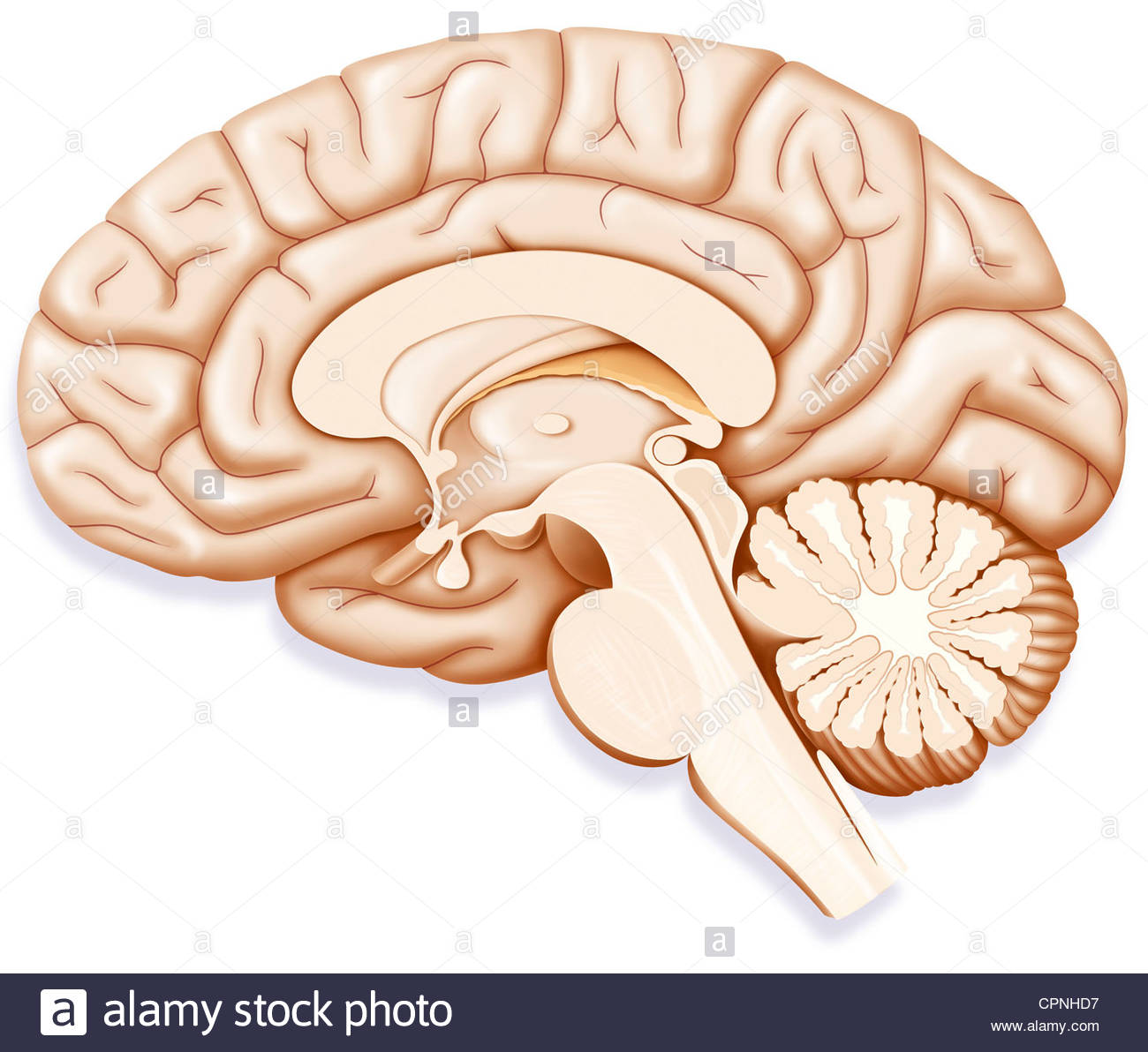 1300x1192 Brain, Drawing Stock Photo 48417859