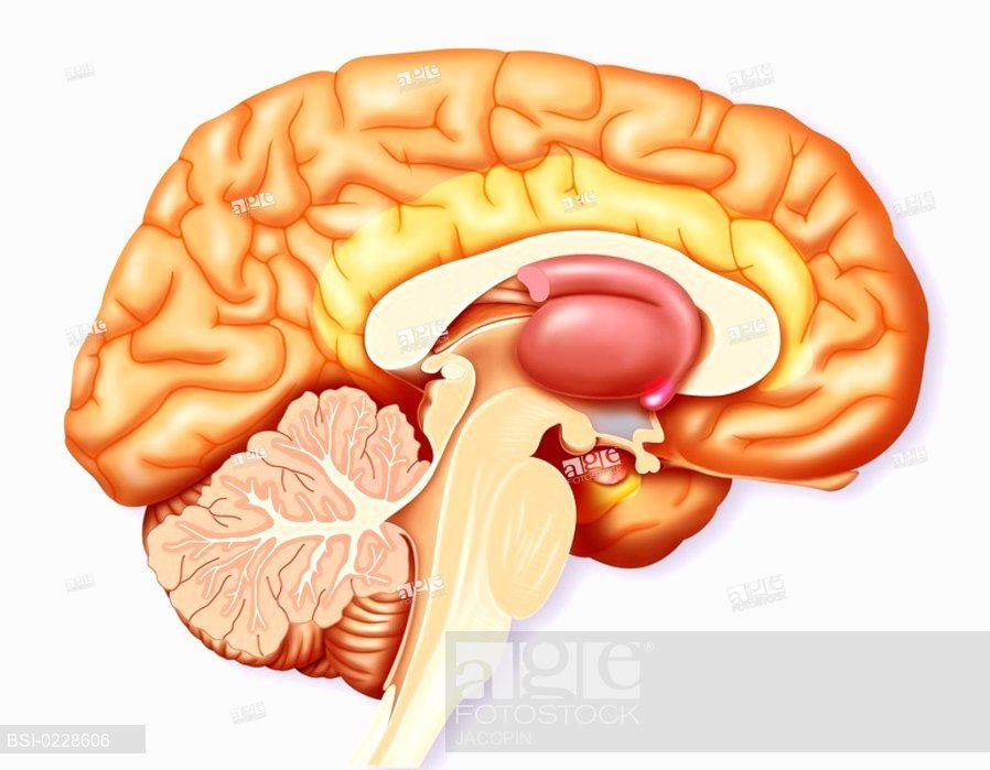 898x699 Brain, Drawingltbrgt Ltbrgtthe Brain. Representation Of A Mediane