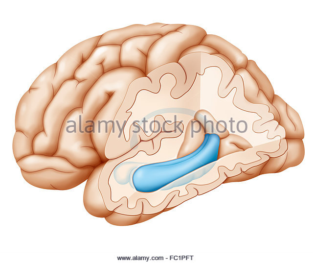 640x537 Hippocampus Brain Drawing Stock Photos Amp Hippocampus Brain Drawing