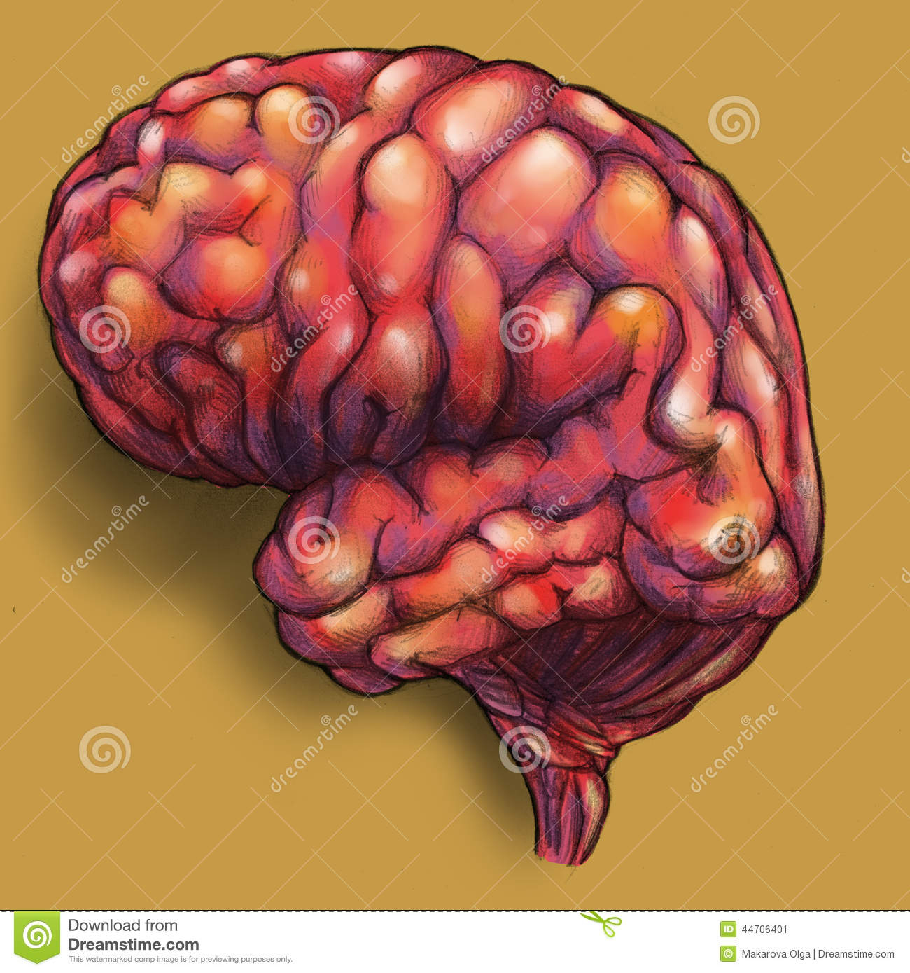 1300x1389 Simple Labeled Pencil Sketch Diagram Of Human Brain Drawn Brain