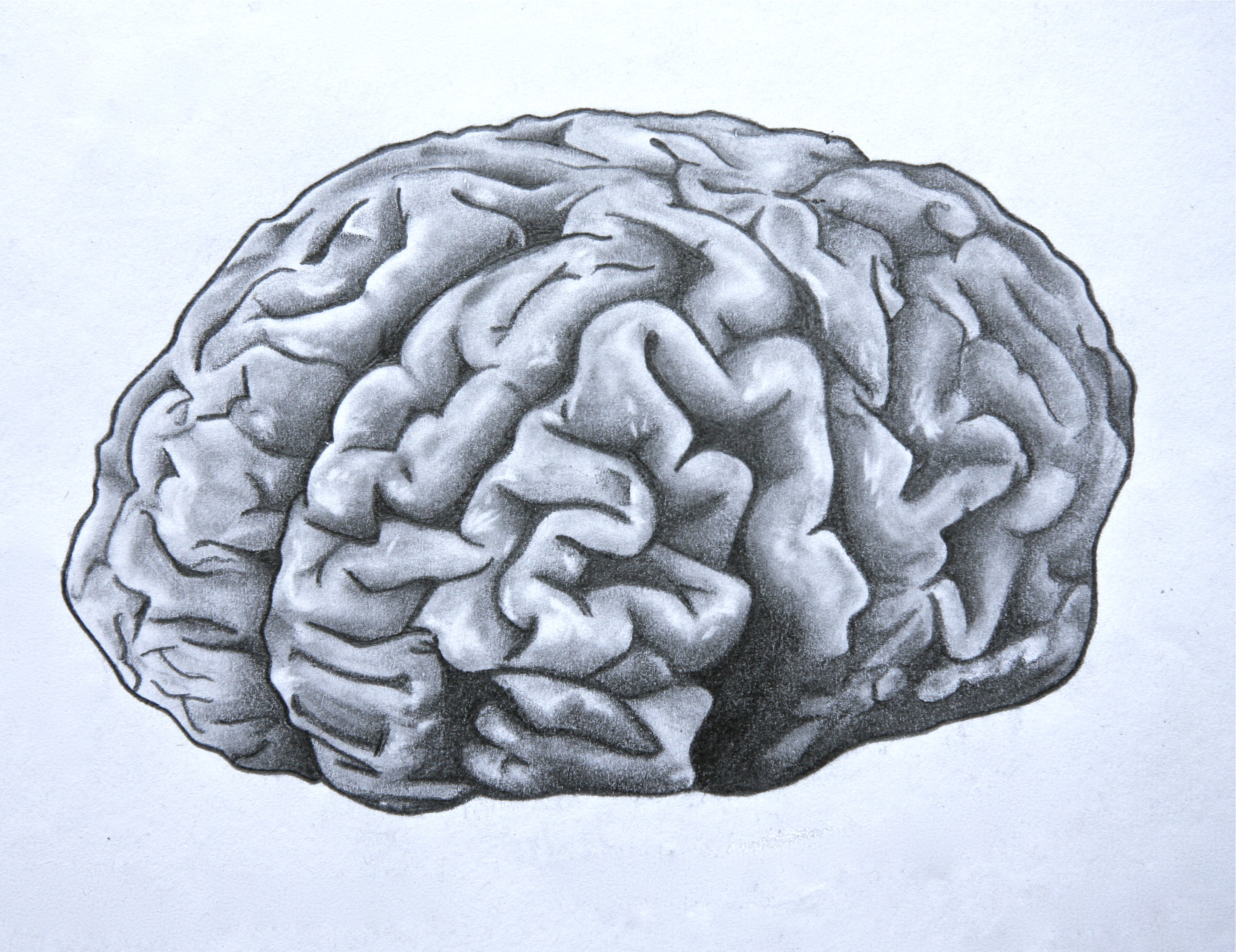3272x2521 Diagram Of Brain Draw With Pencil Drawn Brain Pencil Drawing