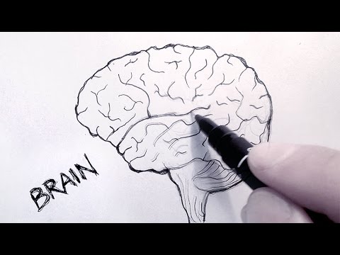 480x360 How To Draw A Brain