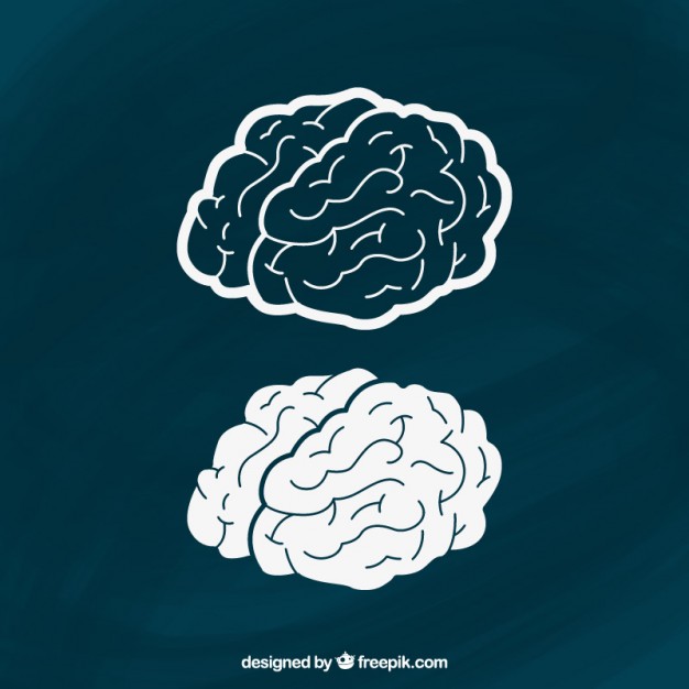 626x626 Hand Drawn Brains Vector Free Download
