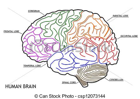 450x319 Pictures Drawing Of Human Brain,