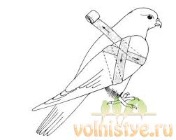 252x200 Bird With Broken Wing Drawing