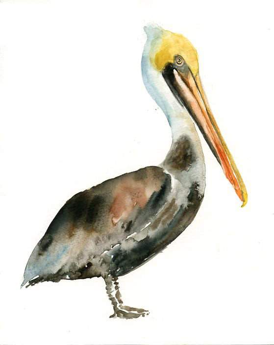 Brown Pelican Drawing at GetDrawings | Free download