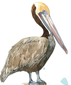 236x285 Brown Pelican Mindy Lighthipe Read How I Painted This