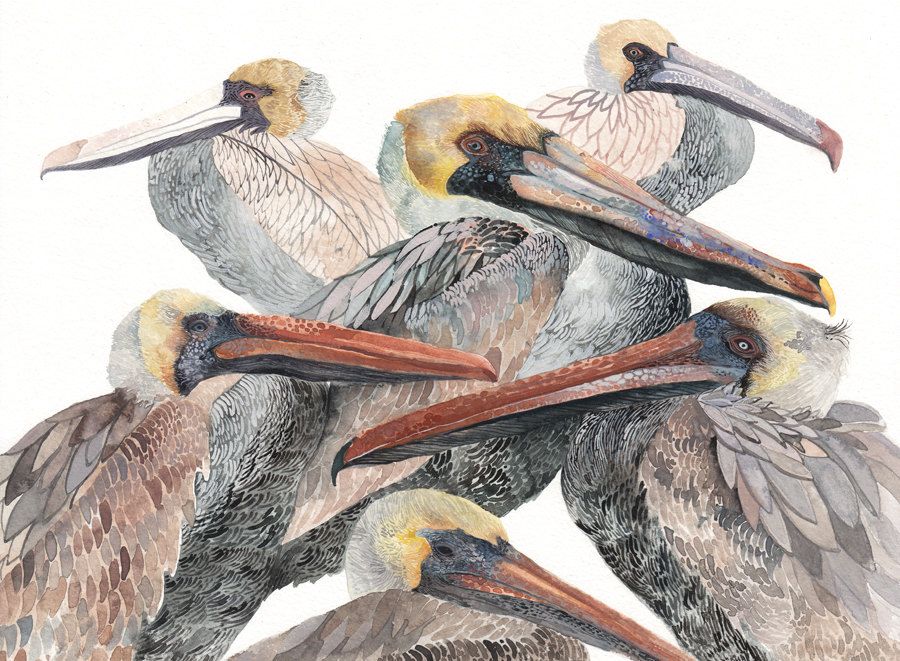 900x661 Brown Pelicans