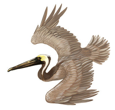 400x381 Cincinnati Illustrators Blog Outer Bank Birds