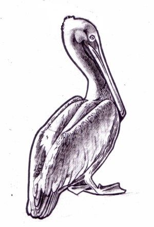 300x442 Free Printable Pelican Drawing. Printables Free