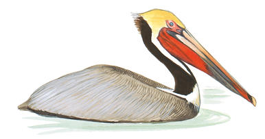 386x203 Good News For The Brown Pelican Audubon Florida