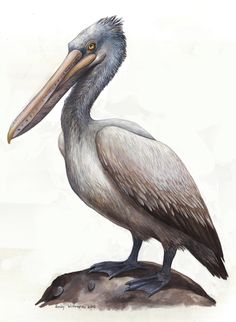 Brown Pelican Drawing at GetDrawings | Free download