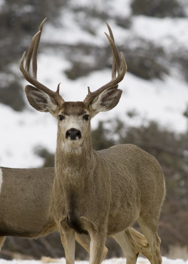 380x532 Hunter Cashes In On Oregon's Big Game Tag Drawing System