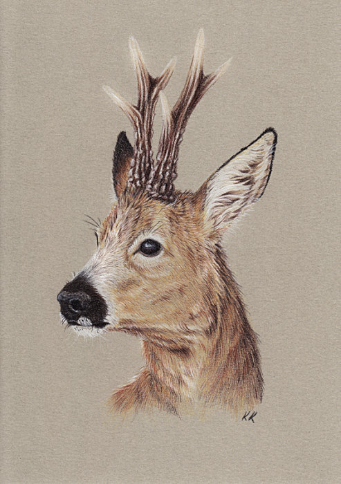 493x700 Original Roe Deer Buck Colored Pencils Drawing A5