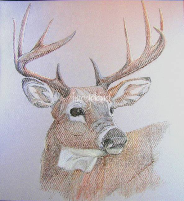 593x650 Stunning Whitetail Buck Drawings And Illustrations For Sale