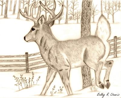 400x325 Drawing Of A Buck