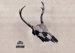 300x210 Deer Skull Drawings Fine Art America