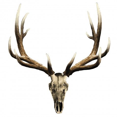 475x475 Deer%20skull%20drawing Deer Pics Tattoo, Tatting