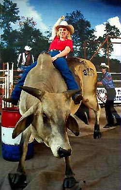 250x392 Dallas Country Western Photos Of Stuffed Bull Amp Longhorns