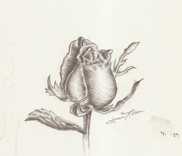 600x517 Rose Bud Sketch Byepurpledragonfly