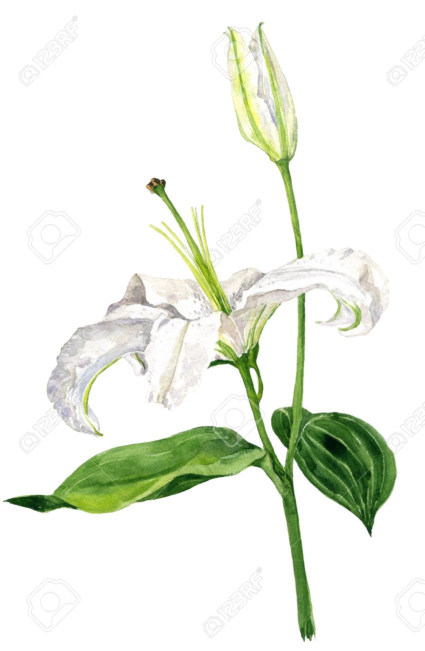 849x1300 Watercolor Drawing White Lily Flower With Bud And Green Leaves