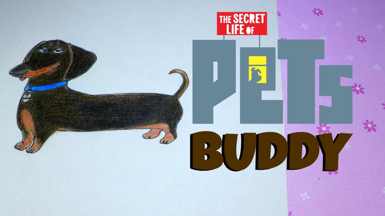 1280x720 How To Draw Buddy From The Secret Life Of Pets Movie 2016 Colored