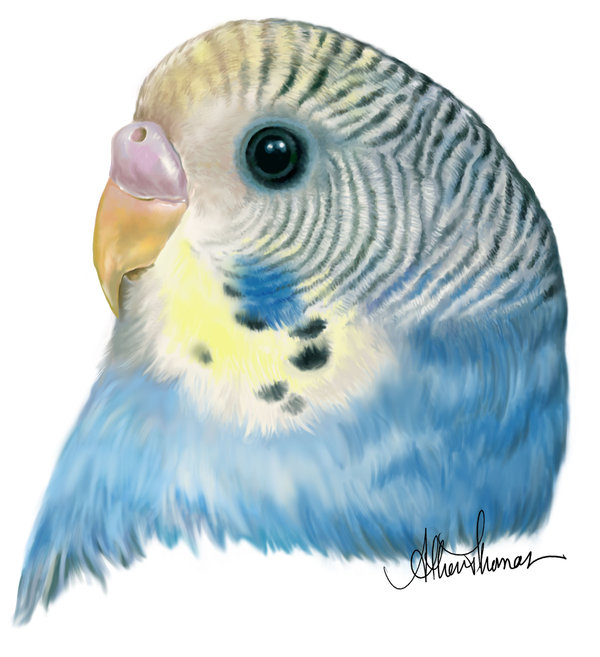 The best free Budgie drawing images. Download from 51 free drawings of ...