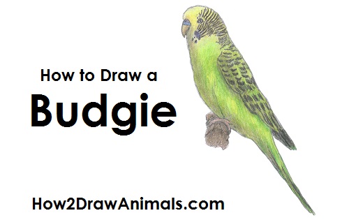 500x315 How To Draw A Budgie (Parakeet)