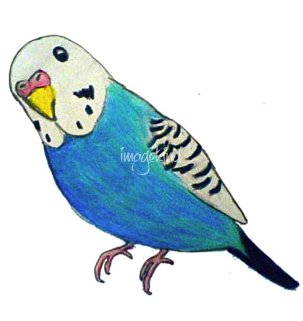 613x650 Parakeet Drawing By Phoebe Hawthorne