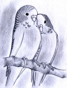 236x309 Parakeet Sketches! So Cute! Arts Parakeets