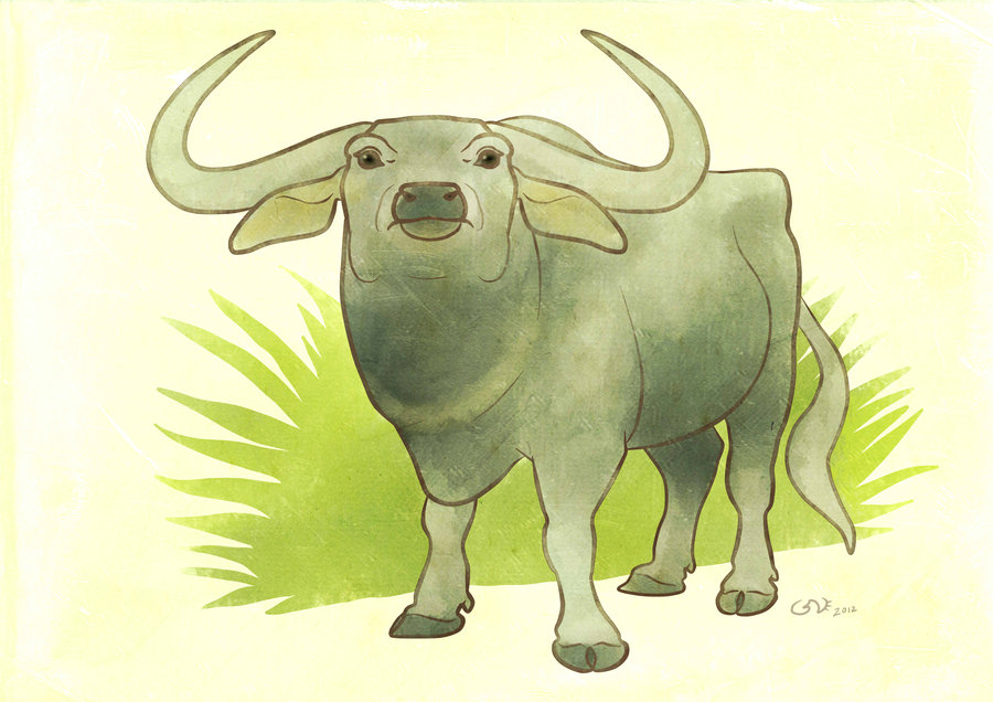 900x636 Indian Water Buffalo By Commander Salamander