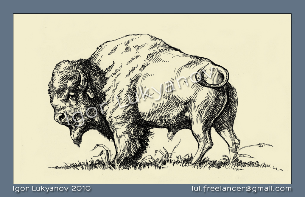 1024x663 New Illustrator And Artist Commission American Wildlife Illustrations