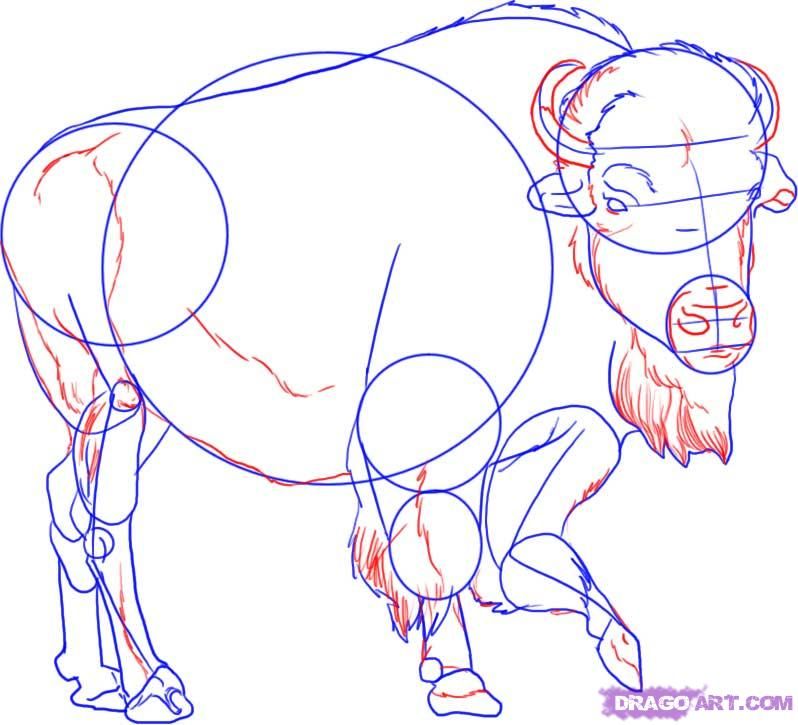798x725 How To Draw An American Buffalo Step 4 Painting References
