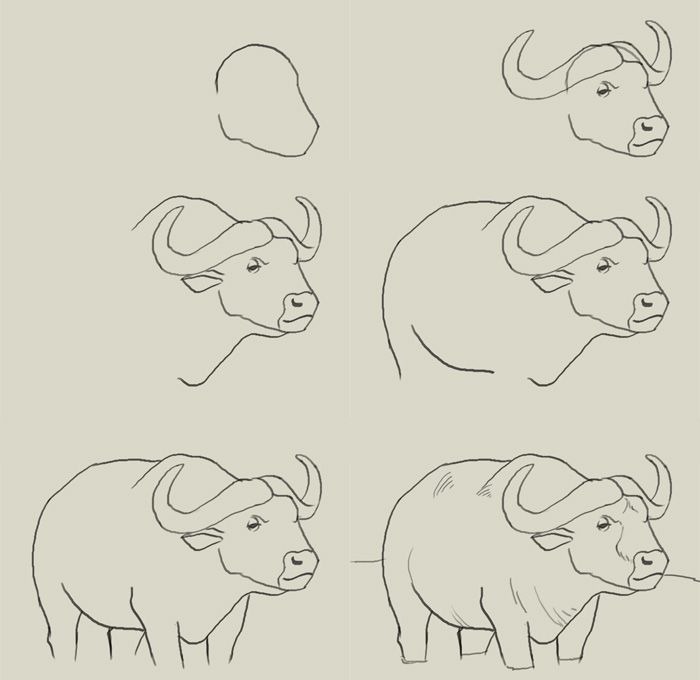 700x680 How To Draw Water Buffalo Easy Desenhar Eyes Water