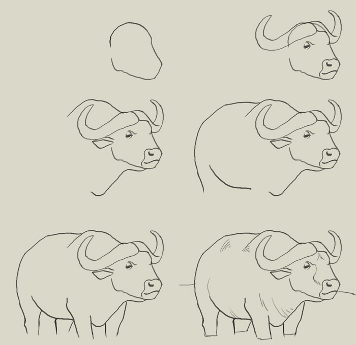 700x680 How To Draw Water Buffalo