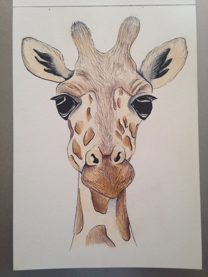 852x1136 A5 Giraffe Face Drawing Using Pencil And Ink. Original Piece