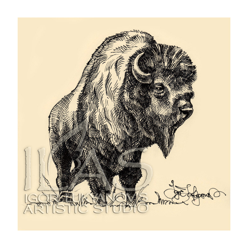 800x800 Bison Drawing For Buffalo Jackson Trading Co.